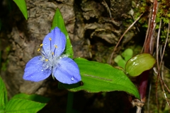 Tradescantieae