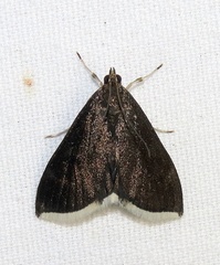 Pyrausta niveicilialis