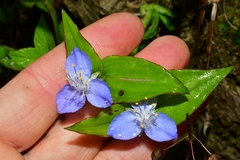 Tradescantieae