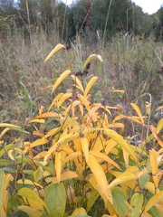 Vincetoxicum hirundinaria