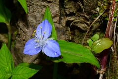 Tradescantieae