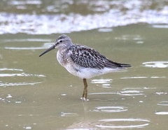 Calidris himantopus