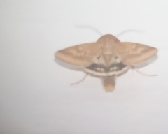 Helicoverpa armigera