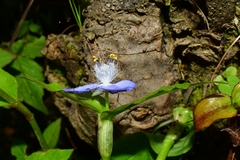 Tradescantieae