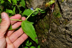 Tradescantieae