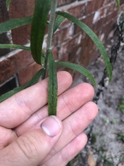 Pseudognaphalium