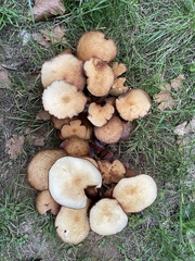 Paxillus involutus