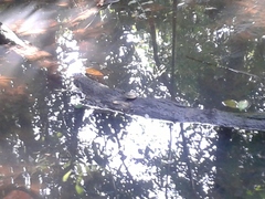 Melanochelys trijuga