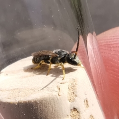 Halictus subauratus