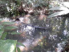 Melanochelys trijuga