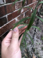 Pseudognaphalium