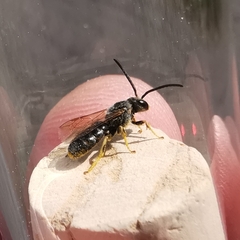 Halictus subauratus