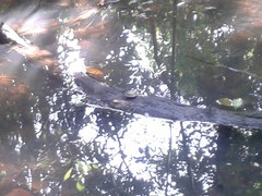 Melanochelys trijuga