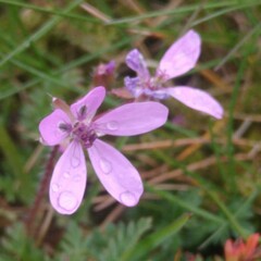 Erodium cicutarium