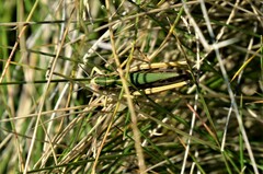 Omocestus viridulus