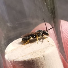 Halictus subauratus