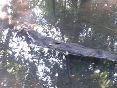 Melanochelys trijuga