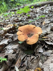 Lactarius peckii