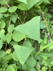Persicaria perfoliata