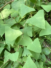 Persicaria perfoliata