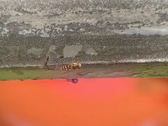 Lapposyrphus lapponicus