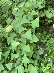 Persicaria perfoliata