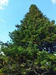 Abies sibirica