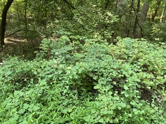 Persicaria perfoliata
