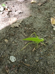 Amblycorypha oblongifolia