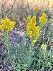 Solidago velutina