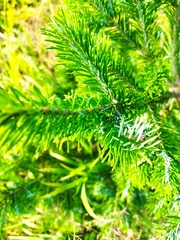 Abies sibirica