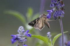 Autographa californica