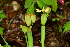 Sisyrinchium