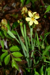 Sisyrinchium