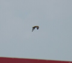 Buteo buteo