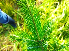 Abies sibirica