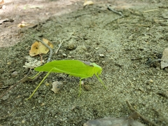 Amblycorypha oblongifolia