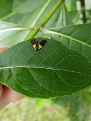 Rectiostoma xanthobasis