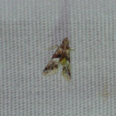 Neodavisia melusina