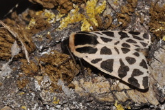 Cymbalophora pudica