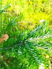 Abies sibirica