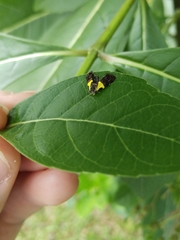 Rectiostoma xanthobasis