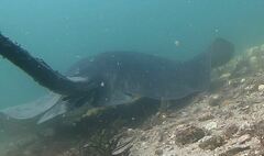 Bathytoshia centroura