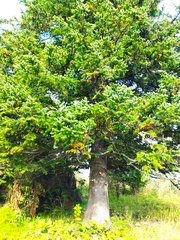 Abies sibirica