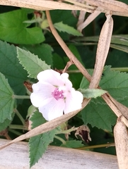 Althaea officinalis