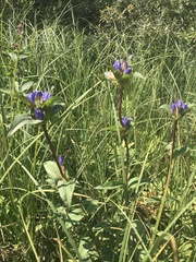 Gentiana rubricaulis
