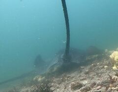 Bathytoshia centroura