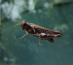 Acrididae