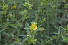 Ludwigia alternifolia