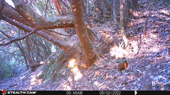 Pteroptochos castaneus